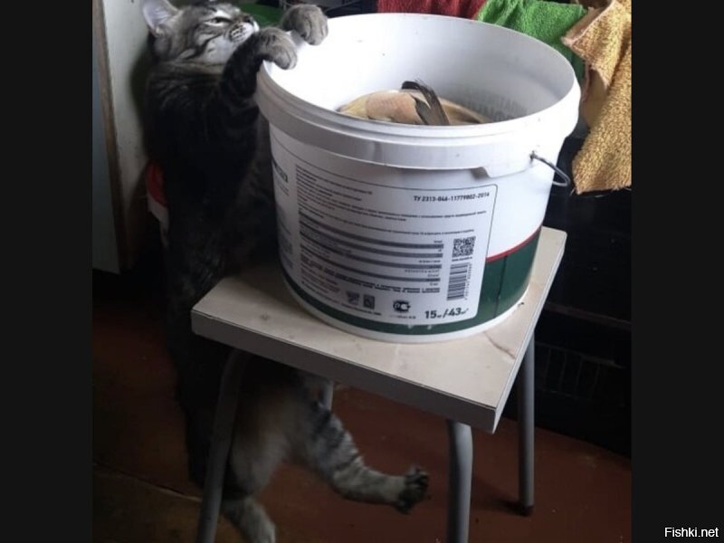 Зачем так высоко поставили ведро с рыбой? Неудобно же!