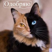 Кот с необычной черно-серой мордой стал отцом - и вот как выглядят его отпрыски