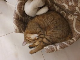 15 уморительных питомцев, которые одним своим видом дарят море позитива