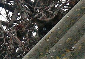 Фотозагадка: где на полках сидит кот