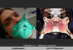 15 уморительных питомцев, которые одним своим видом дарят море позитива
