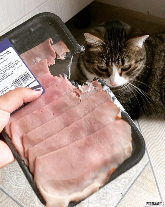 котлетоприёмник