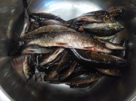 У нас на озёрах неделю как лёд только сошёл. Пару раз ходил на рабалку, в первый раз 4 небольших щучки и немного окуней, второй раз две маленьких и тоже окунь. 
Но клюёт рыба как-то неохотно.