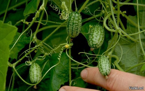 А почему крыжовник???