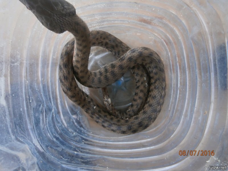 Я на даче под Бердянском готовил и ел...