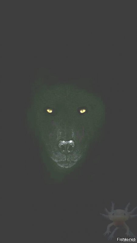 А в правом углу ковид вирус?