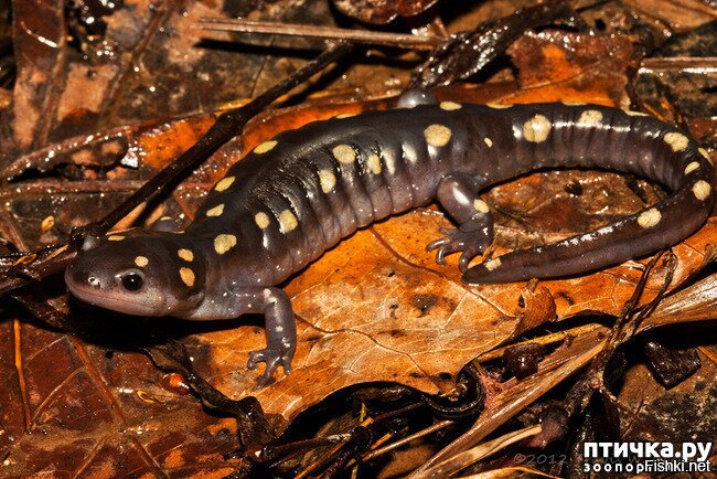 Это безобидный аксолотль. Когда вырастет станет амбистомой, тоже безвредной.