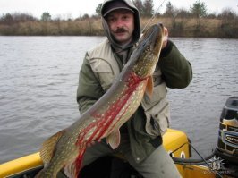 Щука: Пресноводная акула. Кровожадность всем известной нам рыбы зашкаливает