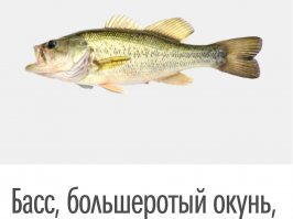 Прикольные и смешные картинки