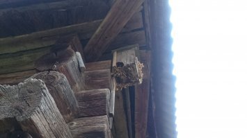 У нас в деревне в Ярославской области эти твари давно обитают. Сантиметра 3-4, а то и поболее... У соседа в скворечнике себе "дом" устроили, сосед просил сбить зимой (он на лето приезжает), но нашёлся "мОлодец" - осоед. Вычехвостил всю их компанию!