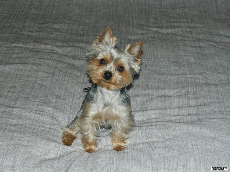 А вот мой Дюк