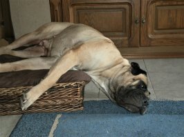 15 уморительных питомцев, которые одним своим видом дарят море позитива