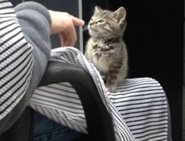 Котовсячина на утро глядя