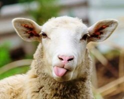 Вах! Невеста был весь белый-белый и очень красивый!