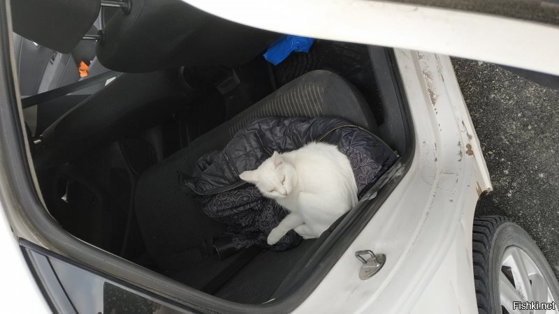 Намедни товарищ приезжал в гости. Пока с ним разговаривали, мой кот запрыгнул к нему в машину и улегся на его куртке. Еще не довольный был когда его побеспокоили.