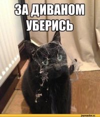 Случай из жизни, сосед купил кота, дорого и ах