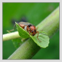 Касочка занятная.