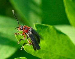 Кликабельно.