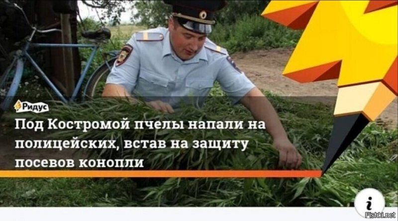 Если кто не знал: так растёт гречиха