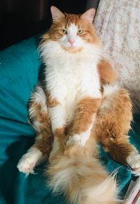 Мой звиздюк )