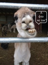 Альпака задержала едущих на обыск полицейских