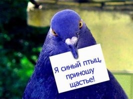 Индиговый кардинал: Синяя птичка из Angry Birds в реальности. Какая она?