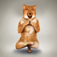 Класс , вот ещё про неё :
"Тибетская лисица охотится на пищух, иногда следуя за тибетским бурым медведем (Ursus arctos pruinosus), у которого больше сил для раскапывания вечной мерзлоты в поисках нор пищух"
Ну и немного приколов про неё: