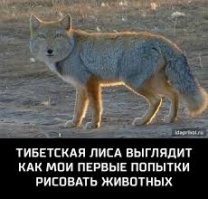Класс , вот ещё про неё :
"Тибетская лисица охотится на пищух, иногда следуя за тибетским бурым медведем (Ursus arctos pruinosus), у которого больше сил для раскапывания вечной мерзлоты в поисках нор пищух"
Ну и немного приколов про неё: