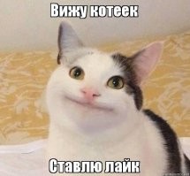 Коты минской художницы Ирины Зенюк. Ассорти. 5 часть