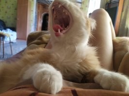 это наш четвертенький)все четверо - подобрашки, бывшепомойнички))