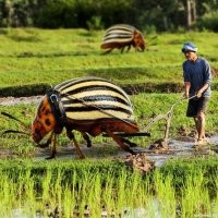 Надрессировать и можно использовать..