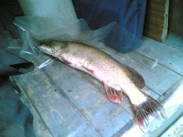 Она же до и после термической обработки (немного передержали, шкурка подгорела...)