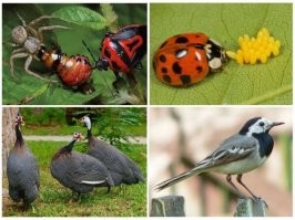 Мужчина сделал приспособление, удаляющее с урожая колорадских жуков