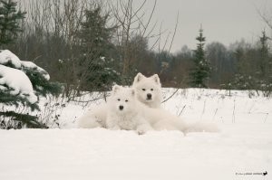 А САМОЕД?