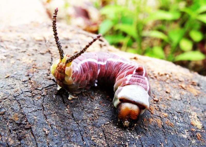 15 потрясающих гусениц, которые поражают своей красотой