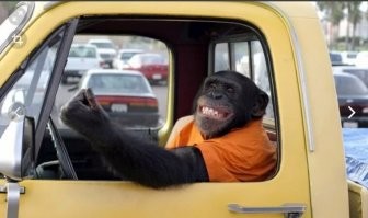 18т  "Моя этих знаков  совсем не понимай"