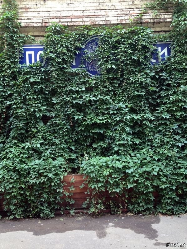 Солянка от 25.06.2020