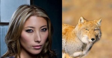 Тибетская лисица: Охота в стиле Кунг-Фу!
