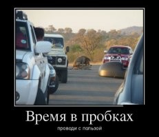 В ЮАР львы остановили движение автомобилей и вызывали огромную пробку в заповеднике