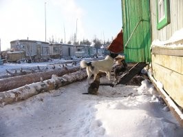Типичные будни вахтовика, или на что готовы люди ради денег