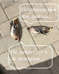 Пьяный свиристель - горе в стае.