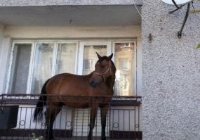 Прикольные и смешные картинки