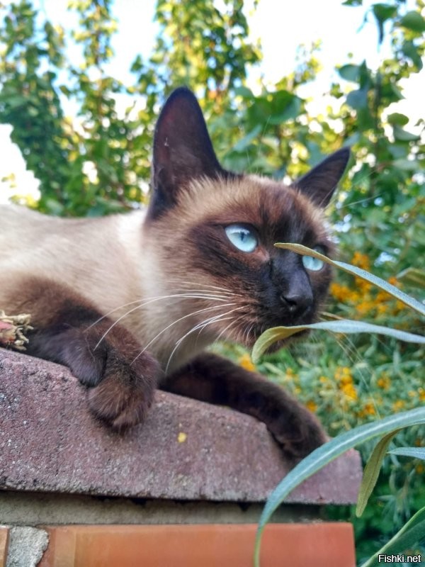 Солянка от 26.06.2020