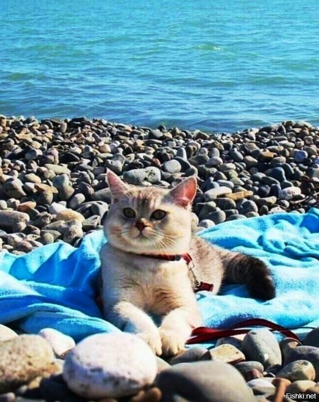 Солянка от 26.06.2020