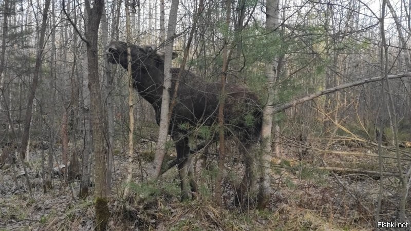 Вот вам еще раззз! Катался на велике в лесу (7 км от МКАД) и заметил. В 1,5 метрах стоял...