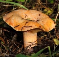 Вот настоящий