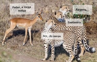 Смешные картинки