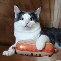 Нихера подобного. На Вашей фотке защита любительской.
Защита докторской вот: