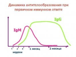вы думаете М исчезает за одну секунду? Смотри картинку ниже, раз лень загуглить. С 2 недели М начинает падать 
ПОВТОРЯЮ М должен быть выше нормы- в втором же сообщении специально уточнил- ВЫШЕ