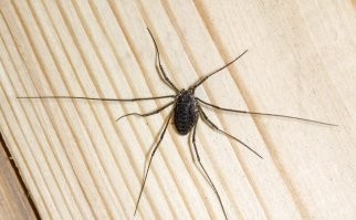 Это не мизгирь